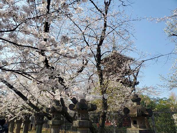 桜と塔