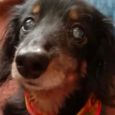 犬