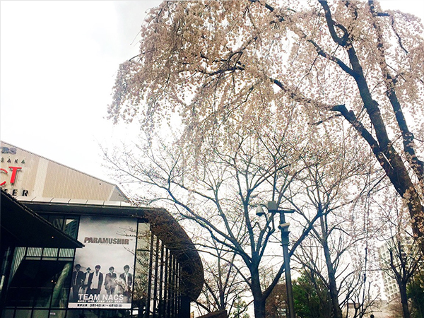 三春桜
