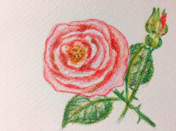 夏薔薇