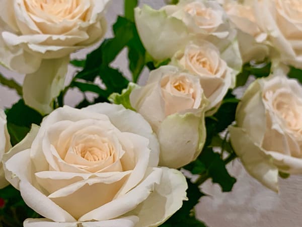 薔薇