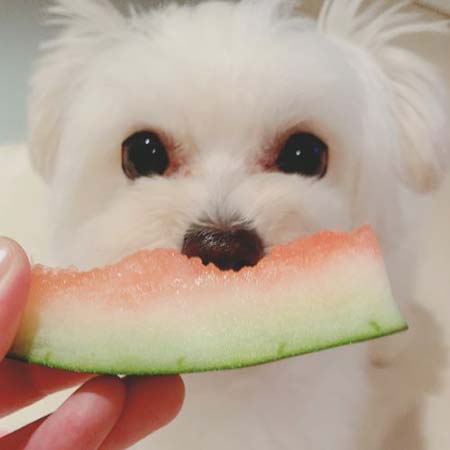犬アップ