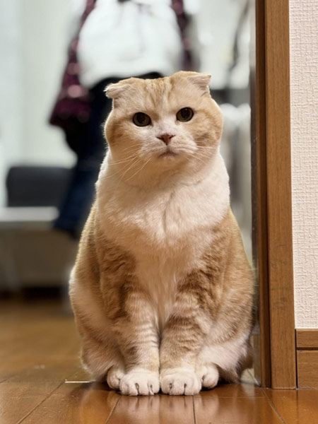 猫