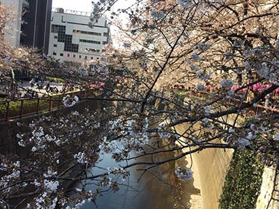 桜と川