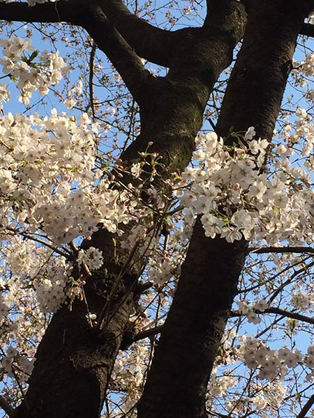 桜のみ