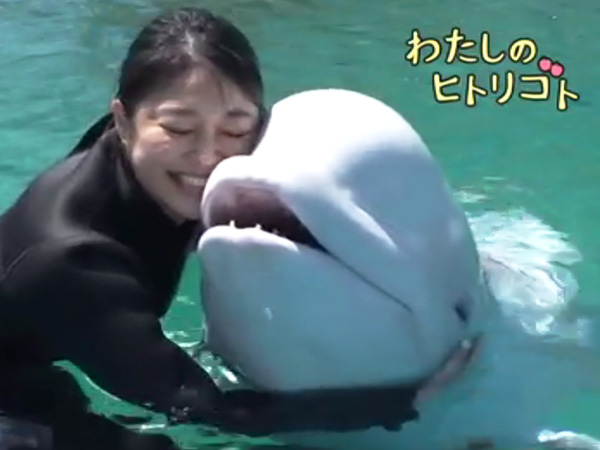 シロイルカ