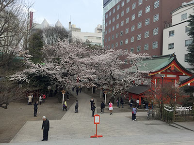 鳥居と桜
