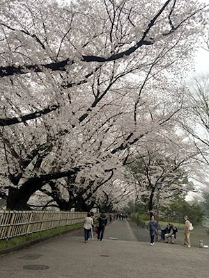 桜のトンネル